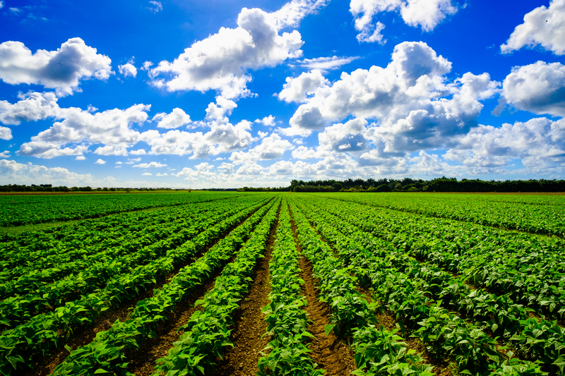 V&B Farms | Where Integrity Grows | Homestead, Florida