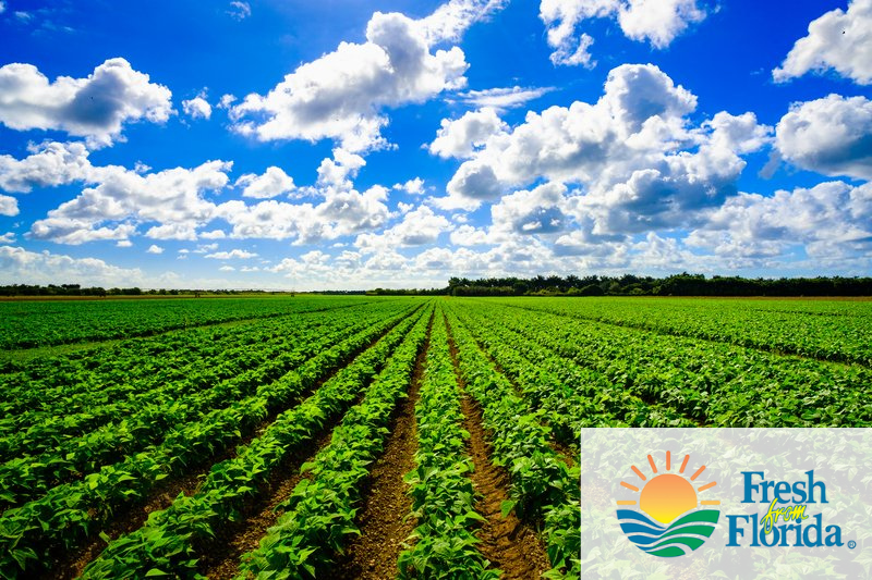 V&B Farms | Where Integrity Grows | Homestead, Florida