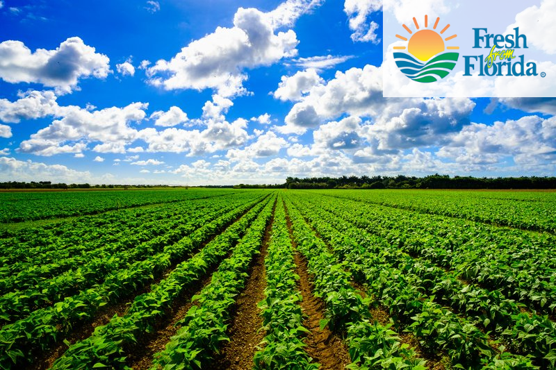 V&B Farms | Where Integrity Grows | Homestead, Florida